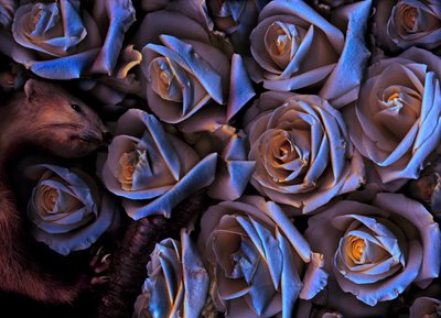 Jardin magique n° 31-2, 2019 (photo) - Antonius Antonius