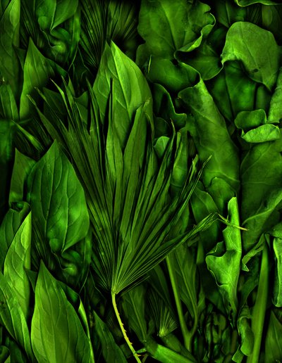 Jardin magique n°6-3, 2020 (photo) - Antonius Antonius