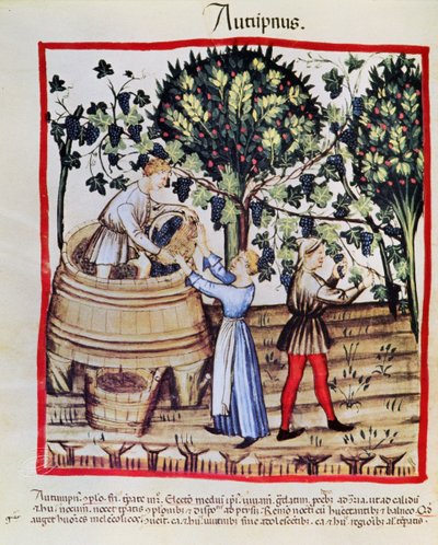 La Récolte du Raisin de Tacuinum Sanitatis - Arabic School