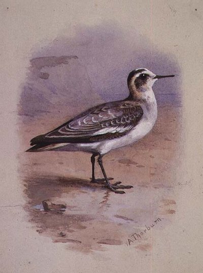 Un Phalarope Gris - Archibald Thorburn