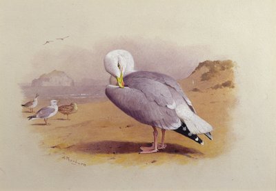 Un Goéland argenté sur une plage avec le Bass Rock au loin - Archibald Thorburn