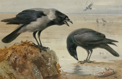 Une Corneille Mantelée et une Corneille Noire - Archibald Thorburn