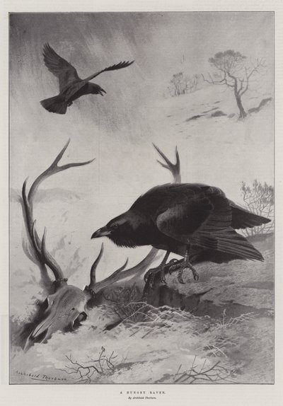 Un corbeau affamé - Archibald Thorburn