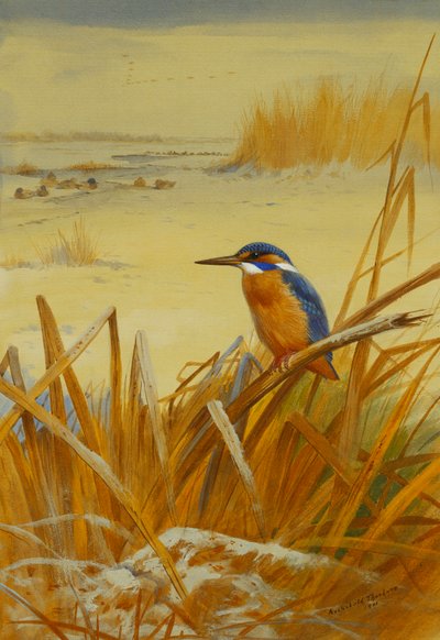 Un martin-pêcheur parmi les roseaux en hiver - Archibald Thorburn