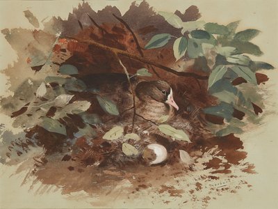 Une oie nichant - Archibald Thorburn