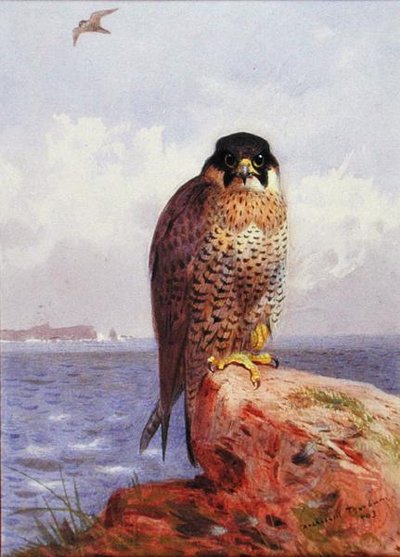 Un faucon pèlerin près de la mer - Archibald Thorburn
