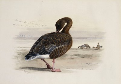 Oie à pattes roses - Archibald Thorburn