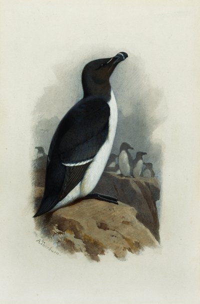 Un Petit Pingouin - Archibald Thorburn