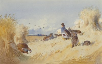 Une perdrix rouge et une compagnie de perdrix grises près de gerbes de maïs - Archibald Thorburn