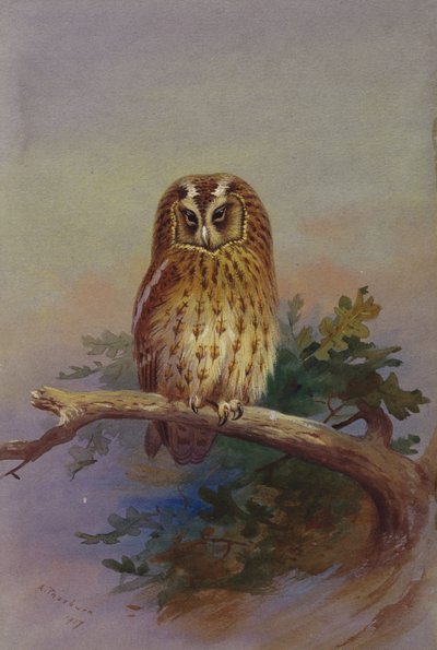 Chouette hulotte perchée sur une branche de chêne - Archibald Thorburn