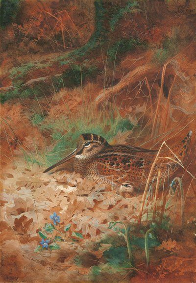Une bécasse et son poussin dans les sous-bois - Archibald Thorburn