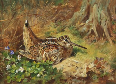Une Bécasse et ses Poussins - Archibald Thorburn