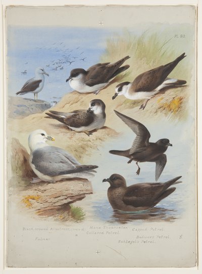 Albatros, pétrels, puffin, fulmar, c.1915 - Archibald Thorburn
