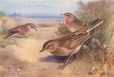 Pipit des Alpes ou Pipit d