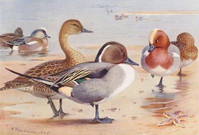 Canard d