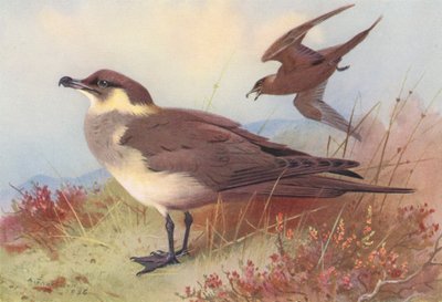 Labbe arctique ou de Richardson - Archibald Thorburn