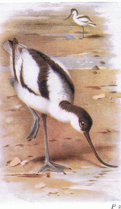 Avocette, d