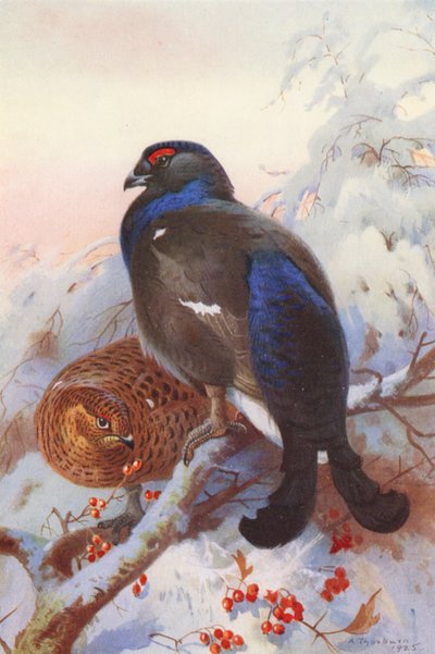 Tétras lyre (mâle et femelle) - Archibald Thorburn