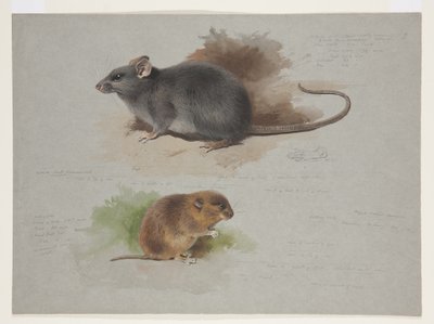 Rat noir et campagnol des Orcades, vers 1915 - Archibald Thorburn