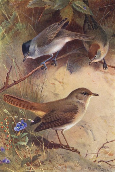 Fauvette à Tête Noire (mâle et femelle), Rossignol - Archibald Thorburn