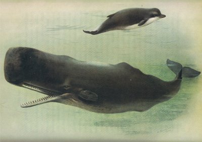 Baleine à bec et cachalot, de Mammifères de Thorburn publié par Longmans et Co, vers 1920 - Archibald Thorburn