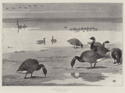 Bernaches sur la côte - Archibald Thorburn