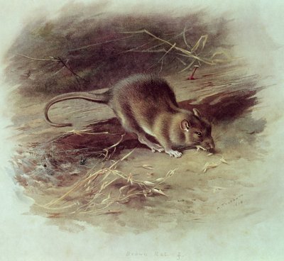 Rat brun (Rattus norvegicus) 1918 - Archibald Thorburn
