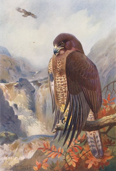 Buse Variable - Archibald Thorburn