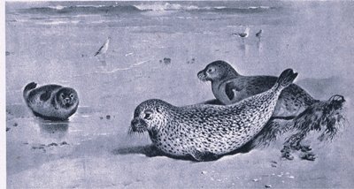 Phoque commun, Nature en Grande-Bretagne publié par Collins - Archibald Thorburn