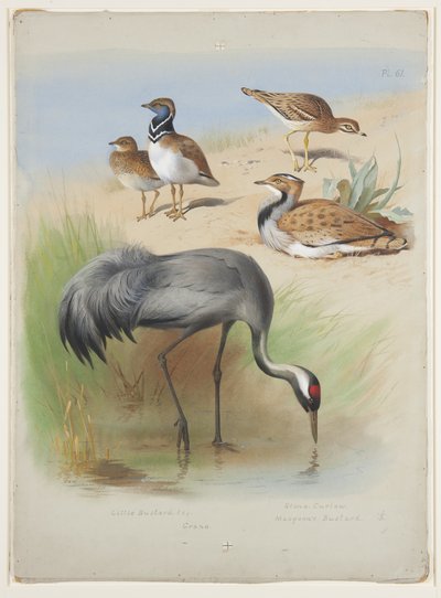 Grue, œdicnème criard et outardes, vers 1915 - Archibald Thorburn