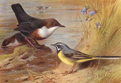 Cincle plongeur, Bergeronnette grise - Archibald Thorburn
