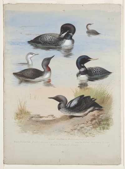 Plongeurs, c.1915 - Archibald Thorburn