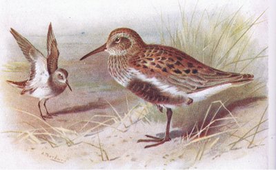 Bécasseau variable (été et hiver), de Birds of the British Isles and Their Eggs publié par Frederick Warne & Co Ltd, 1958 - Archibald Thorburn