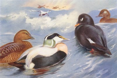 Eider (mâle et femelle), Macreuse brune (mâle et femelle) - Archibald Thorburn
