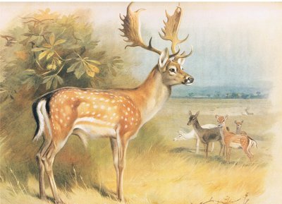 Daim, de Mammifères de Thorburn publié par Longmans et Co, vers 1920 - Archibald Thorburn