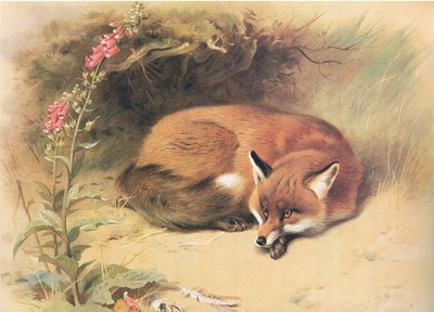 Renard avec digitales, de Mammifères de Thorburn publié par Longmans et Co, vers 1920 - Archibald Thorburn