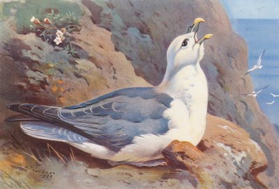 Fulmar - Archibald Thorburn