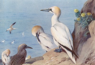 Fou de Bassan (adulte et immature) - Archibald Thorburn