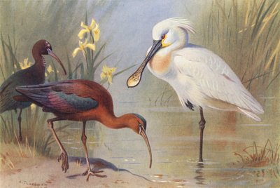 Ibis falcinelle (adulte et immature), Spatule blanche - Archibald Thorburn
