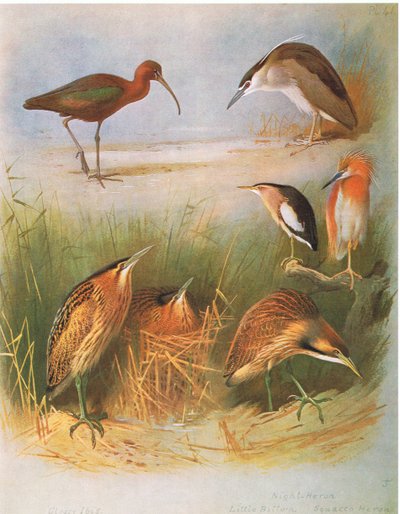 Ibis brillant, Butor étoilé, Héron bihoreau, Blongios nain, Héron crabier, Butor d