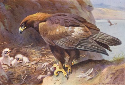 Aigle royal - Archibald Thorburn