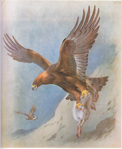 Aigle royal et Lièvre des montagnes, pub. par Book Club Associates, 1972 - Archibald Thorburn