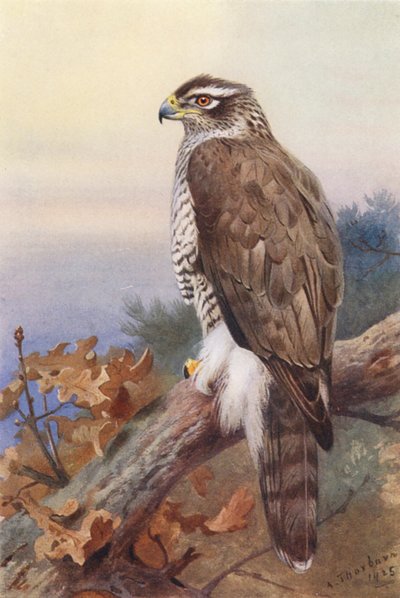 Autour des palombes - Archibald Thorburn