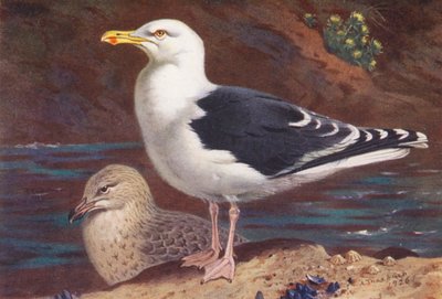 Goéland Marin (adulte et jeune) - Archibald Thorburn