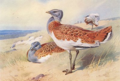 Grande Outarde (mâle et femelle) - Archibald Thorburn
