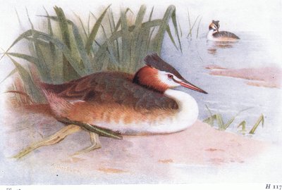 Grèbe huppé - Archibald Thorburn
