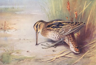 Grande Bécassine - Archibald Thorburn