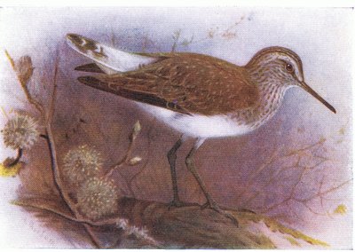 Chevalier cul-blanc, de Birds of the British Isles and Their Eggs publié par Frederick Warne & Co Ltd, 1958 - Archibald Thorburn