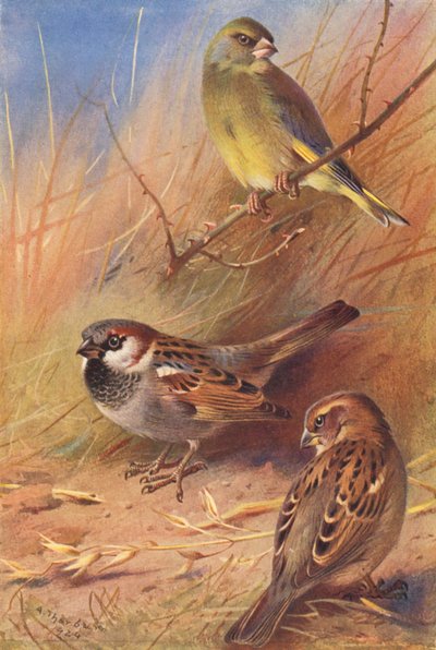 Verdier, Moineau domestique (mâle et femelle) - Archibald Thorburn