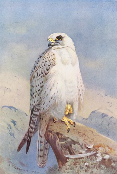 Faucon gerfaut - Archibald Thorburn